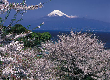 最美的櫻花在日本圖片