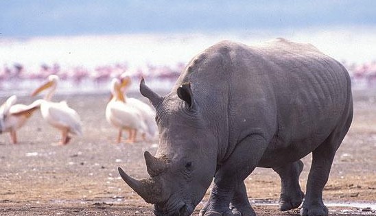 馬塞馬拉:非洲野生動物聚居地圖片